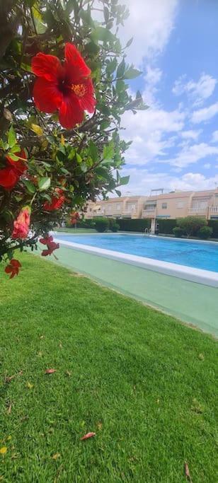 Bungalow Avec Piscine 托雷维耶哈 外观 照片